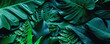 Leinwandbild Motiv closeup tropical green leaf background. Flat lay, fresh wallpaper banner concept