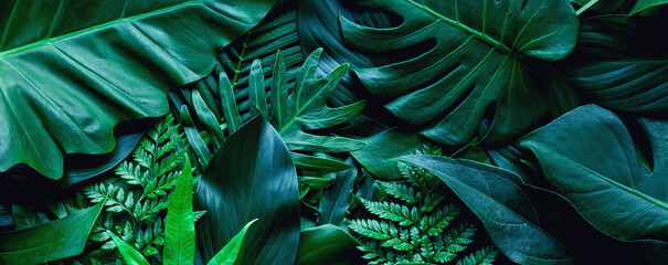 Fototapete - closeup tropical green leaf background. Flat lay, fresh wallpaper banner concept