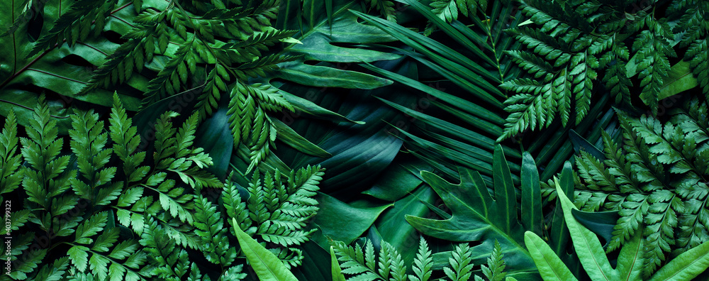 closeup tropical green leaf background. Flat lay, fresh wallpaper banner concept - obrazy, fototapety, plakaty 