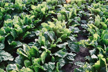 Sugar Beets