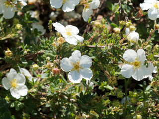 Canvas Print - (Potentilla fruticosa) Fingerstrauch oder Strauch-Fingerkraut, Blütenstrauch mit länglich-lanzettlich, dunkelgrün behaarte laublätter auf Zweigen mit braunrot Rinde and Blüten mit weißen Blütenblätter