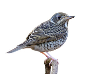 Wall Mural - chubby camouflage white and black stripe bird on wooden branch isolate on white background