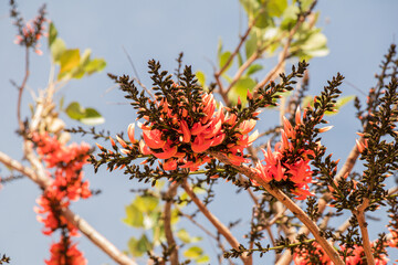 Wall Mural - Beautiful Bastard Teak flower in blue sky background.(Butea monosperma)Common names include flame-of-the-forest,parrot tree or palash flower.