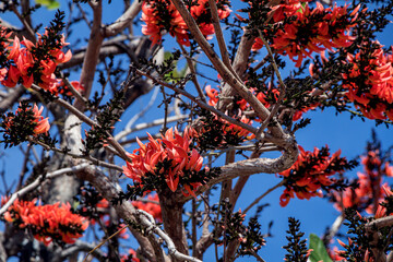 Wall Mural - Beautiful Bastard Teak flower in blue sky background.(Butea monosperma)Common names include flame-of-the-forest,parrot tree or palash flower.