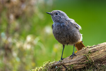 Wall Mural - Hausrotschwanz (Phoenicurus ochruros)