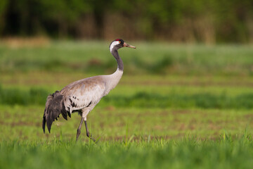 Wall Mural - Kraanvogel, Common Crane, Grus grus