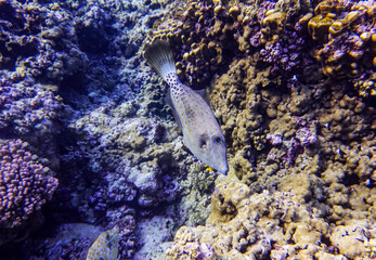 bright beautiful fish of the red sea in a natural environment on a coral reef