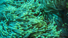 Bright Beautiful Fish Of The Red Sea In A Natural Environment On A Coral Reef