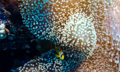bright beautiful fish of the red sea in a natural environment on a coral reef