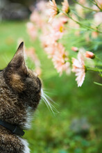 House Cat Playing In The Yard Among Flowers After A Rain