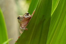 White Lipped Tree Frog On The Leaf