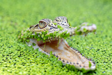 Close-up Of A Crocodile Head