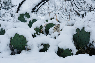 Wall Mural - Prickly pear cactus under snow during cold winter season in Texas landscape.