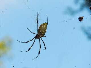 Sticker - Closeup shot of a large spider climbing on a messy cobweb with a bl sky background