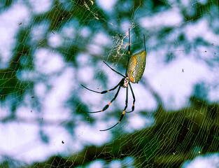 Sticker - Closeup shot of a large spider climbing on a messy cobweb with a nature background