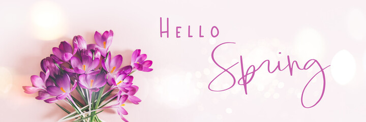 Hello Spring text. Creative layout pattern made with spring crocus flowers on pink background. Flat lay, banner size. Spring minimal concept.