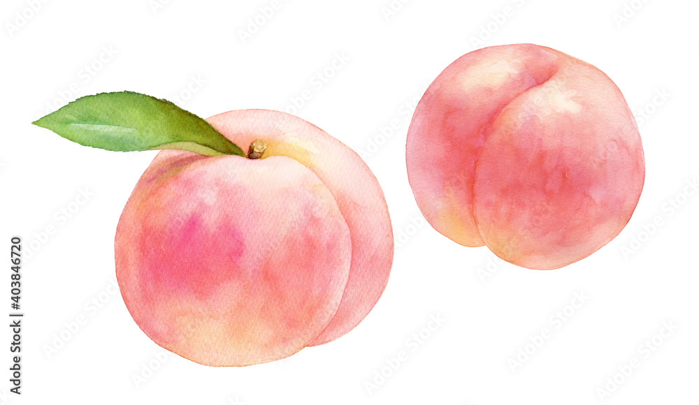 熟したジューシーな桃の果実2種。水彩イラストのトレースベクタター。白桃。 - obrazy, fototapety, plakaty 
