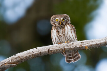 Wall Mural - Dwerguil, Eurasian Pygmy Owl, Glaucidium passerinum