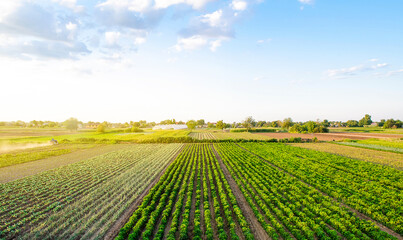 beautiful landscape of farm fields. cultivation of crops, production of food and raw materials. top 