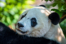 A Close-in Headshot Of A Giant Panda At The Smithsonian National Zoo.
