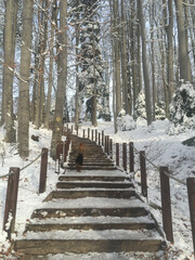 Canvas Print - Vertical shot of upward stairs with bare trees in wintertime