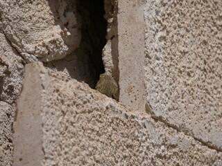 Wall Mural - A large gray-brown lizard sits in the summer on a ruined fence of stones and concrete. Mountain agam basks in the sun on a hot summer day.