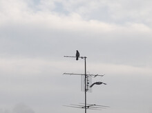 Crow Bird Animal (Corvus) On Tv Antenna