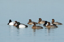 Toppereend, Greater Scaup, Aythya Marila