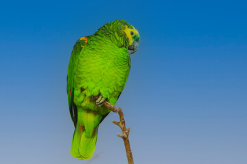 Wall Mural - Colorful green parrot sitting on a twig. The background is blue.