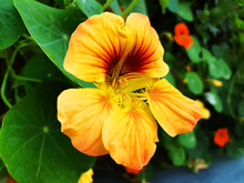 Close Up Of Yellow Nasturtium Or Tropaeolum Majus Flowers.