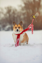 Vertical Funny Greeting Card With Birds Chickadees Tie A Cute Corgi Dog's Red Scarf In A Winter Park In The Snow