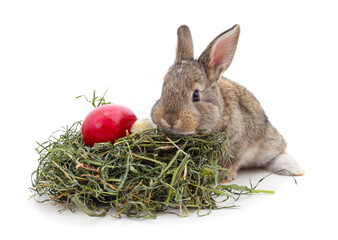 Wall Mural - Rabbit with egg and grass.