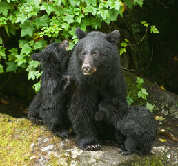 black bear mama and cub,anan creek