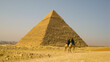Chameaux devant une pyramide d'Egypte