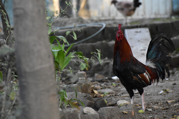 Poster - Selective focus shot of a red rooster in a farm