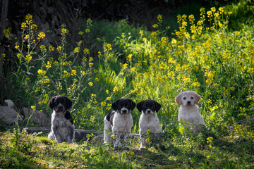 four puppies in a field