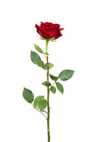 Fototapeta  - Red rose flower isolated on white background