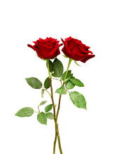 Red Rose Flowers With Clipping Path