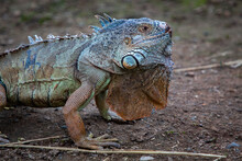 A Close Up Of An Iguanas Face