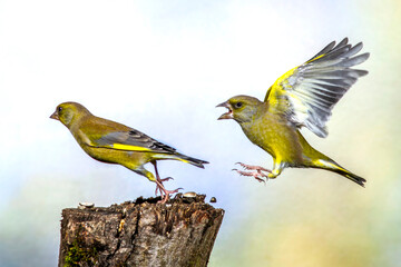 Wall Mural - Grünfinken (Carduelis chloris) streiten sich