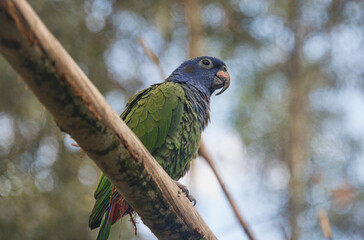 Wall Mural - Blue-headed Parrot (Pionus menstruus), Cuenca, Ecuador