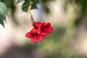 Detailed macro view. Red flower mirabilis jalapa on a natural background.