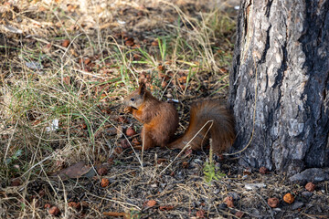 Wall Mural - Red squirrel in the park eating nuts on a background of yellow-green grass.