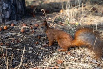 Wall Mural - Red squirrel in the park eating nuts on a background of yellow-green grass.