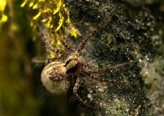 Large brown spider crawling on rocks, macrophotograph