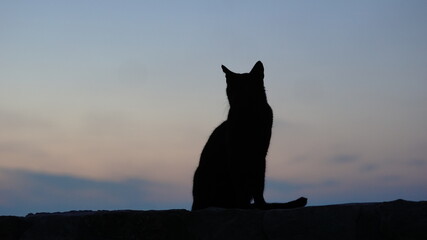 back black cat silhouette