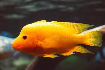 Wall Mural - Amphilophus citrinellus - orange fish