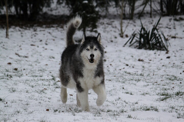 Wall Mural - Selective focus shot of a cute Alaskan Malamute walking in a snow-covered ground