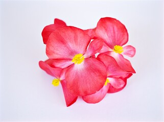 Wall Mural - red begonia flower isolated on white background