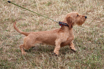 Sticker - Selective focus shot of a cute dog with a collar